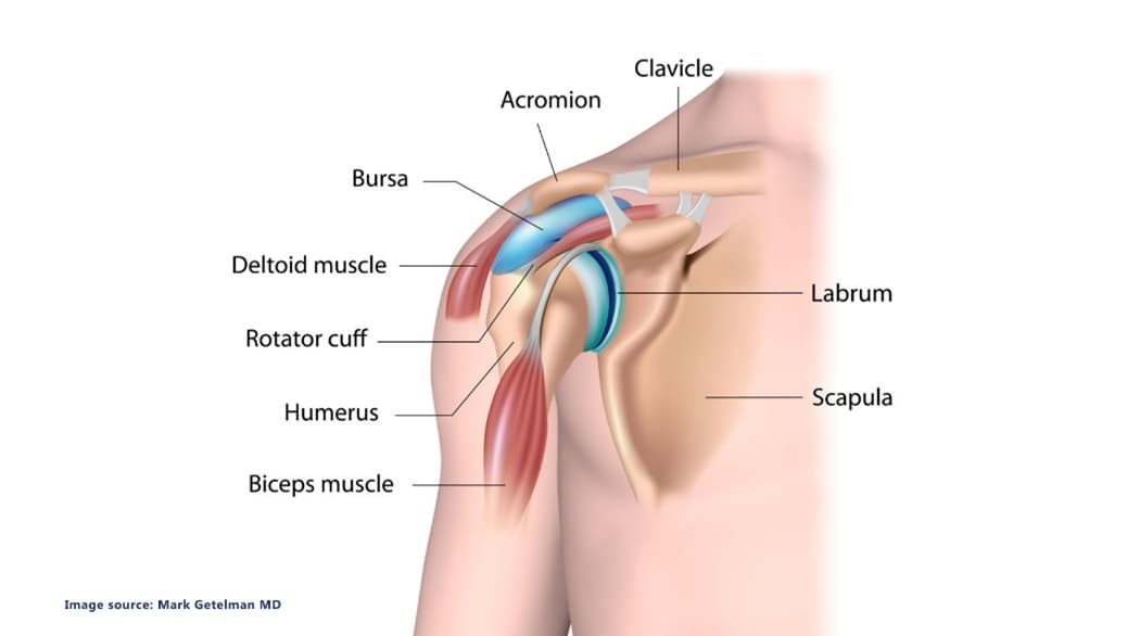 Diagram of the anatomy of a human shoulder