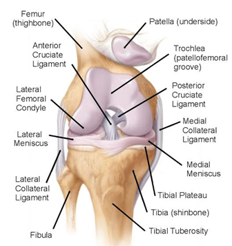 A diagram of the knee labelling all the different parts