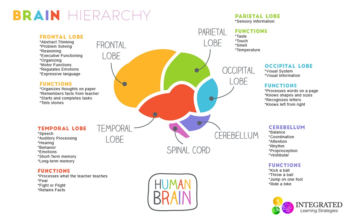 brain-hierarchy-learning-levels-1274x800